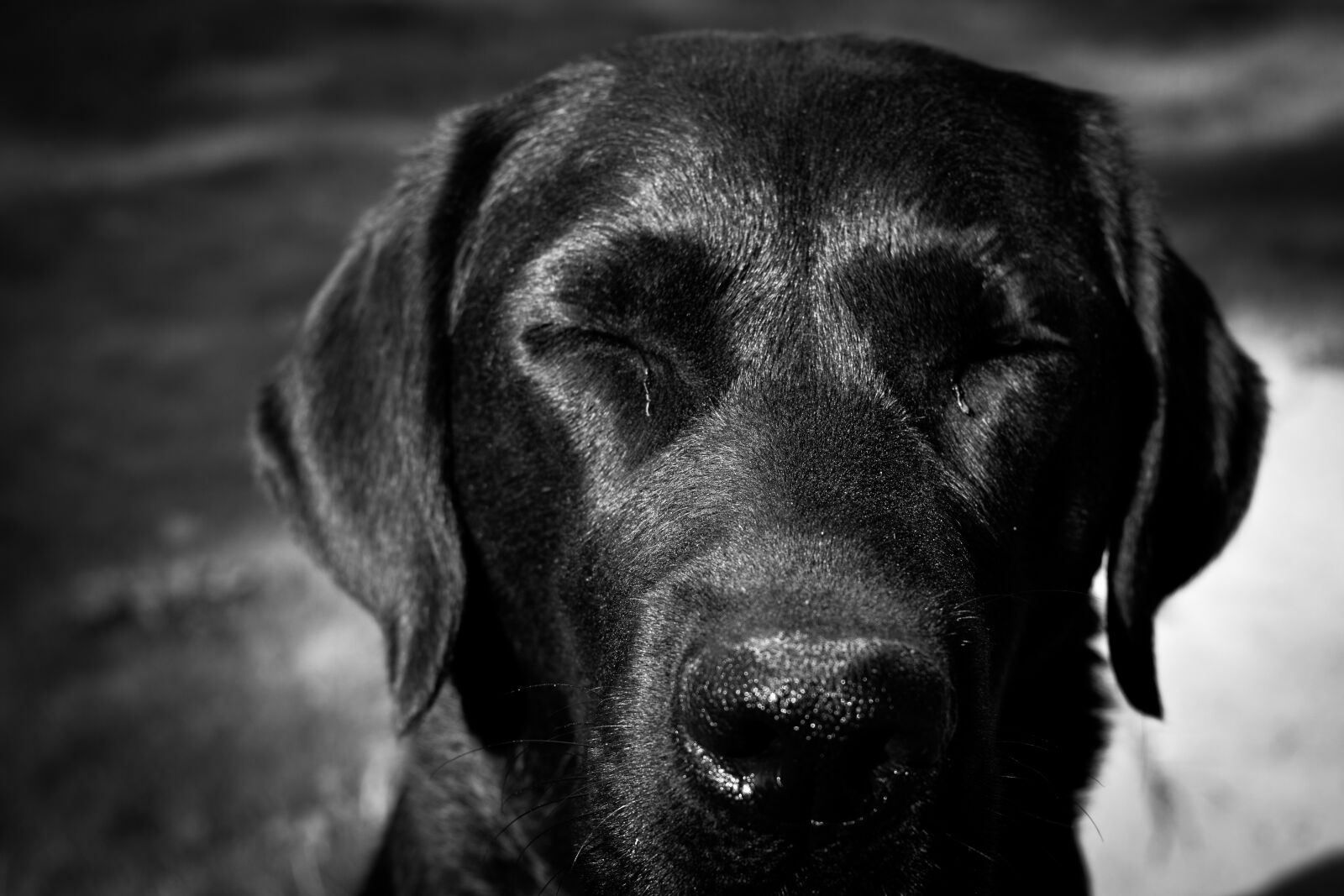 Nikon D5200 sample photo. Labrador, black, monochrome photography