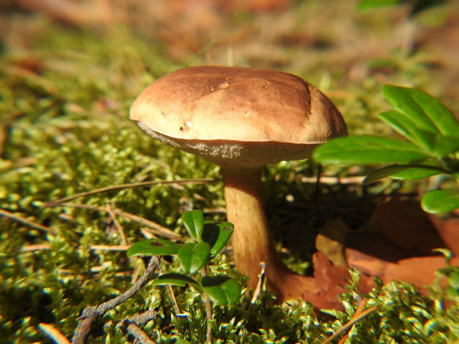 Nikon Coolpix P900 sample photo. Mushroom, forest, moss photography