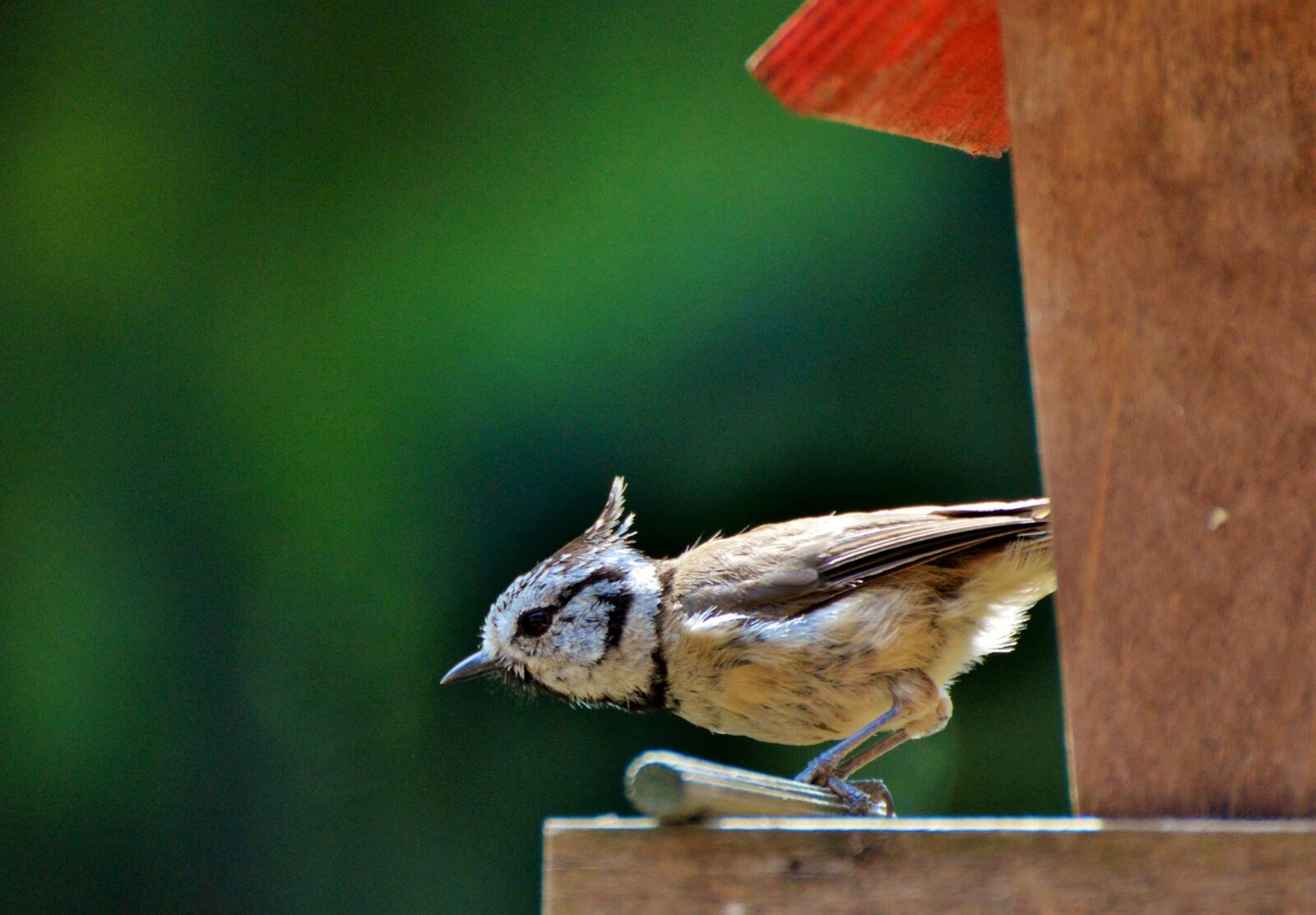 Nikon D3200 sample photo. Crested tit, tit, bird photography