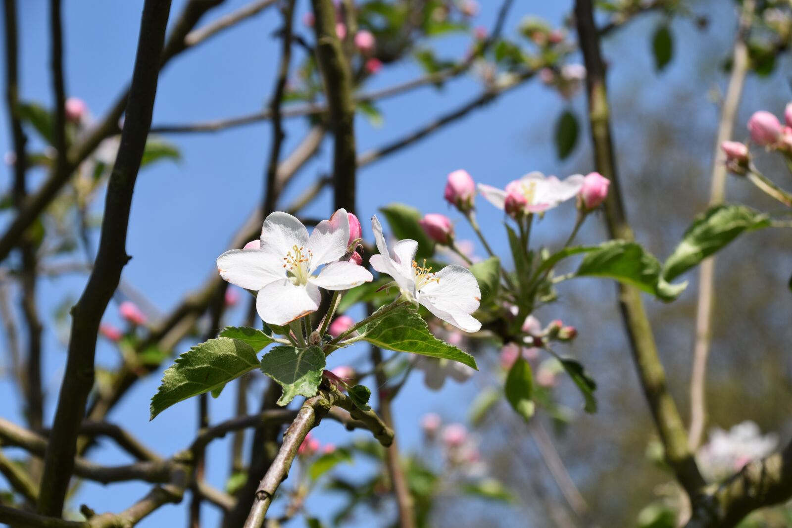 Nikon D5600 sample photo. Flower, flowers of apple photography