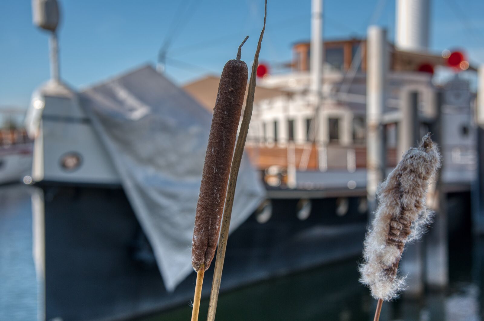 Nikon D750 sample photo. Reed, steamboat, historically photography