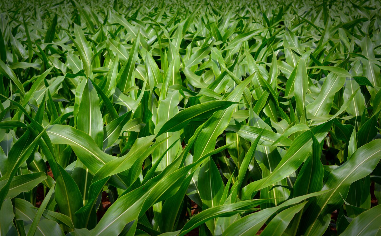 Nikon D5200 sample photo. Corn, plant, background photography
