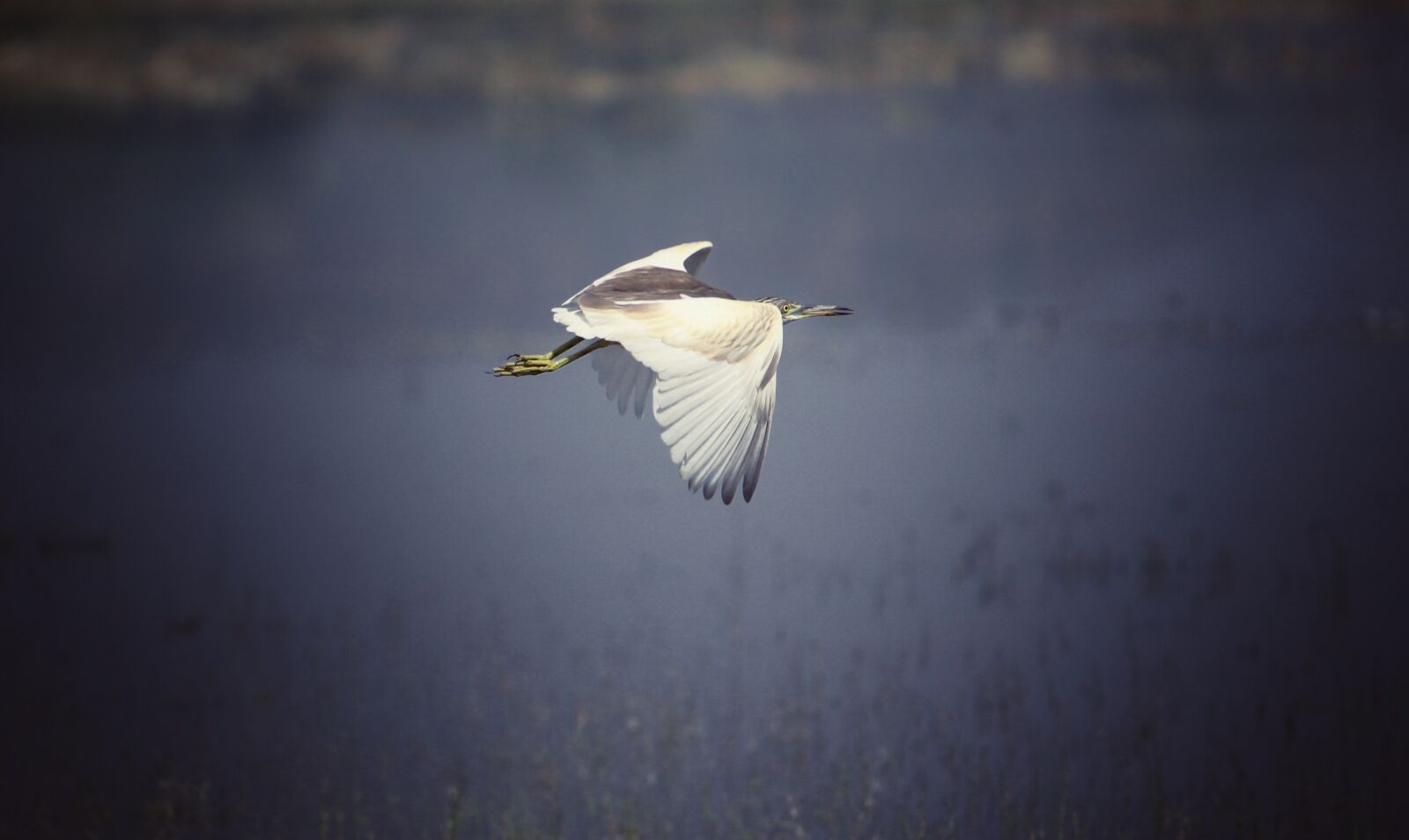 Canon EOS 1300D (EOS Rebel T6 / EOS Kiss X80) sample photo. Bird, wildlife, flying photography