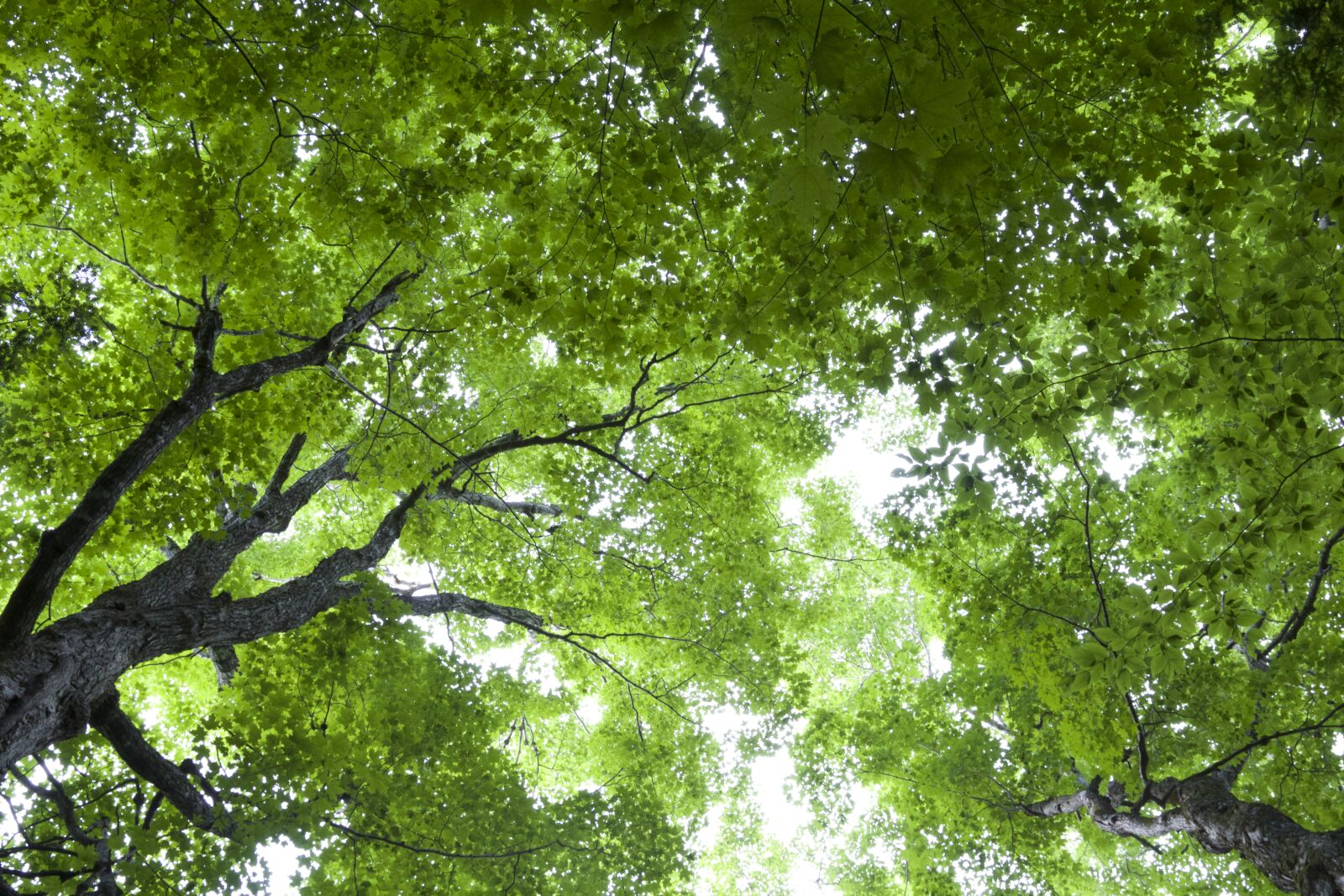 Canon EOS 6D sample photo. Trees photography