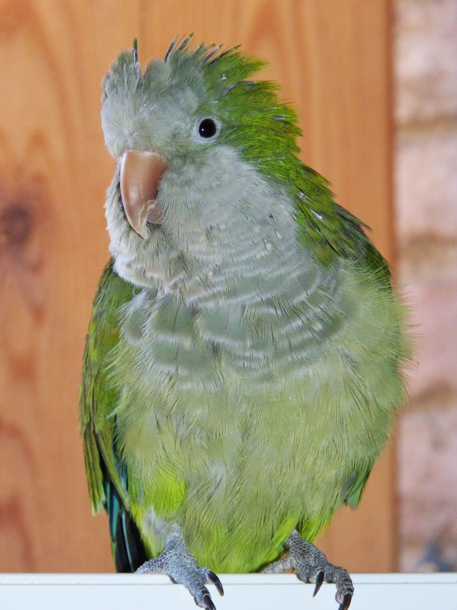 Panasonic DMC-FZ62 sample photo. Parrot, argentina cotorra, pet photography