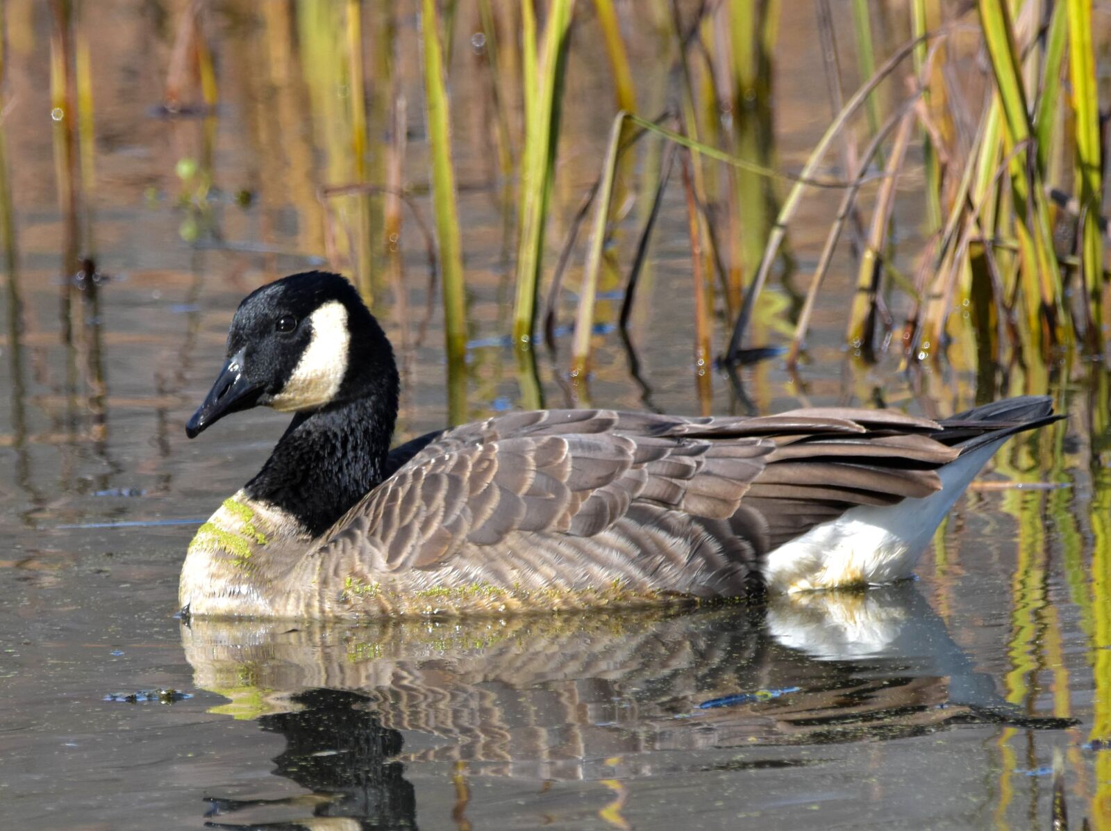 Nikon D3400 sample photo. Bird, nature, wildlife photography