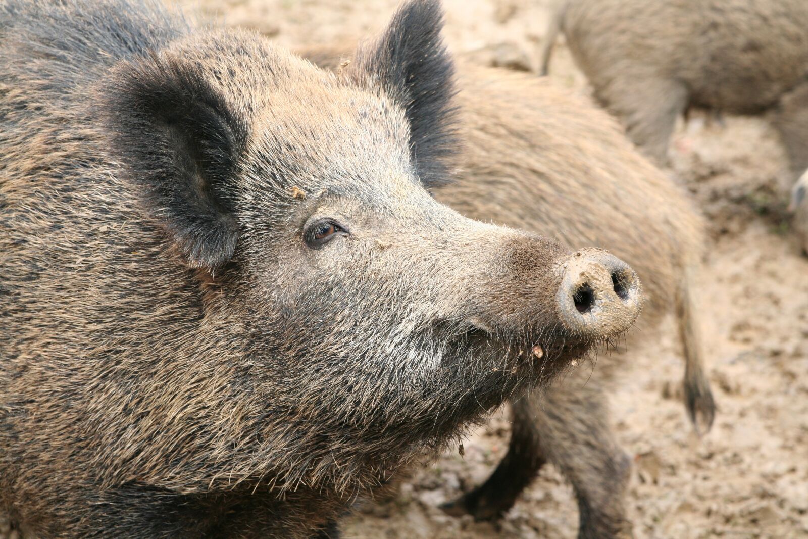 Canon EOS 350D (EOS Digital Rebel XT / EOS Kiss Digital N) sample photo. Sow, boar, pig photography