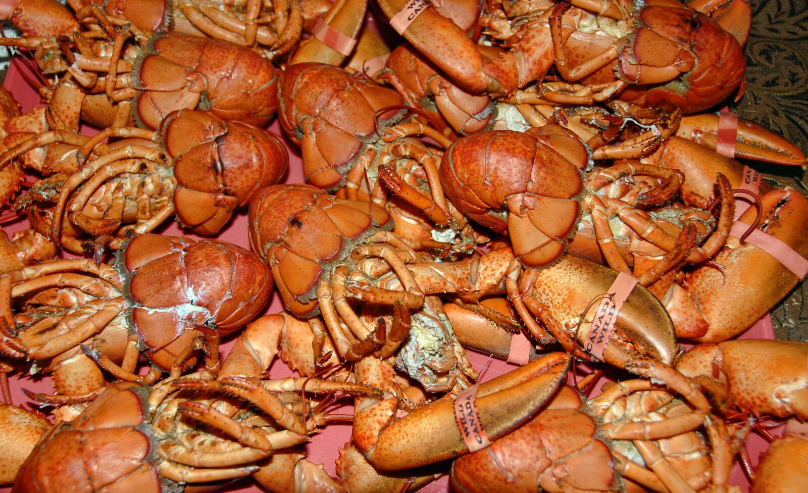 Nikon D200 sample photo. Lobster, cooked, food photography