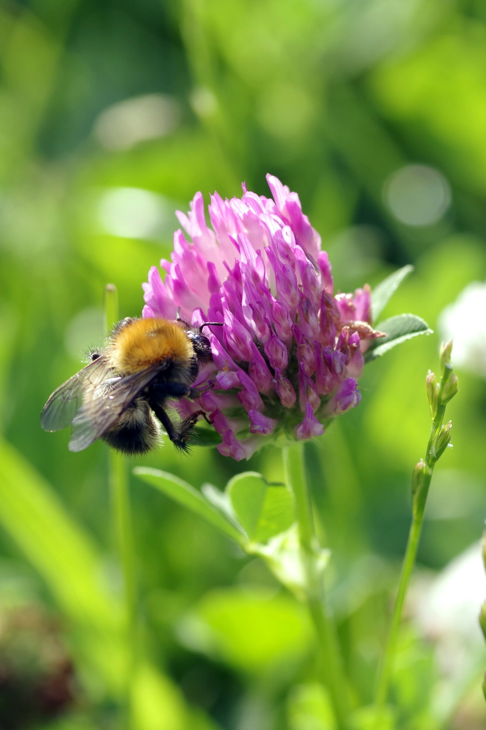 Pentax K-S2 sample photo. Bee, insect, pollinate photography