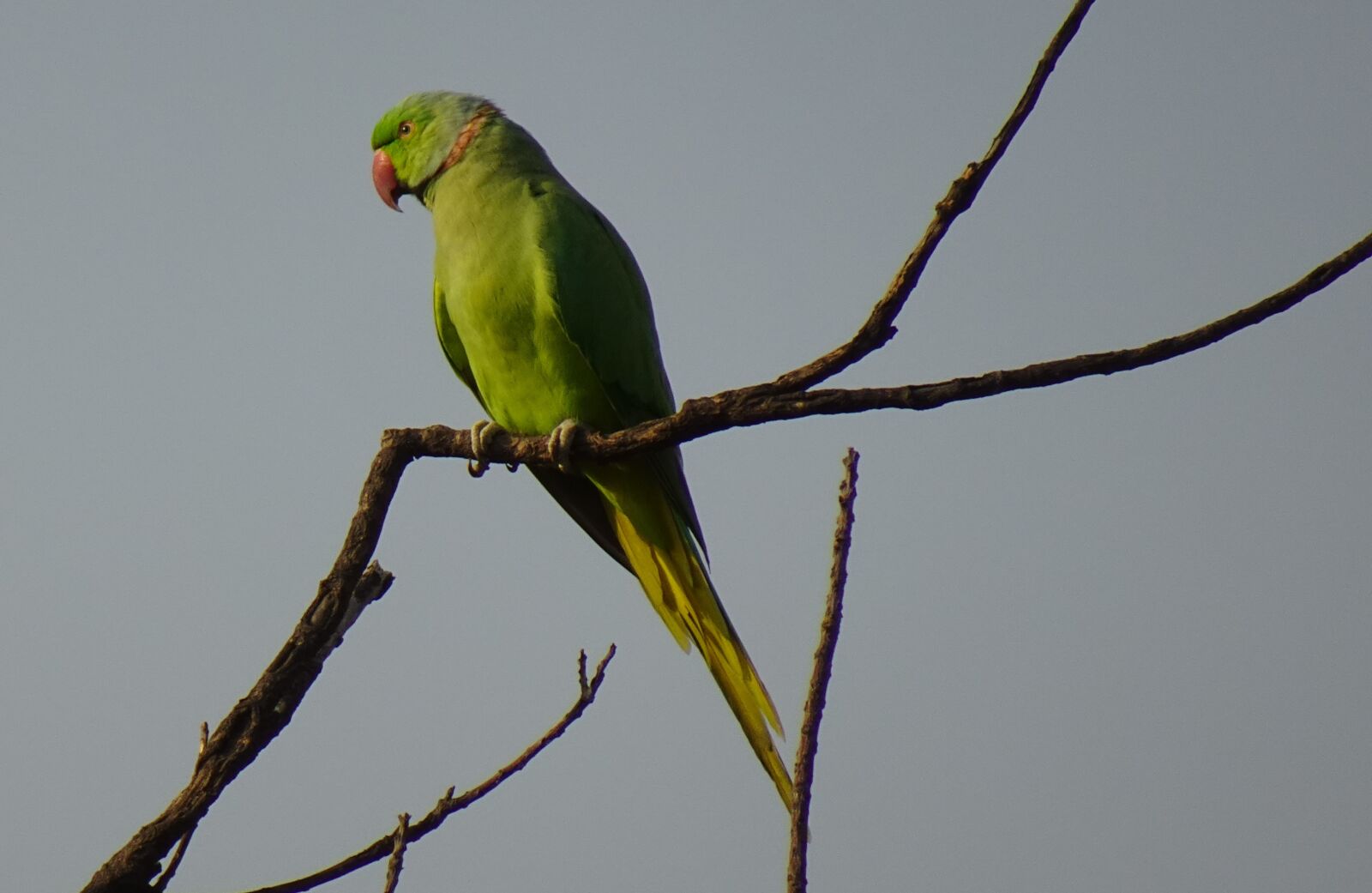 Sony DSC-WX800 sample photo. Bird, parakeet, green photography