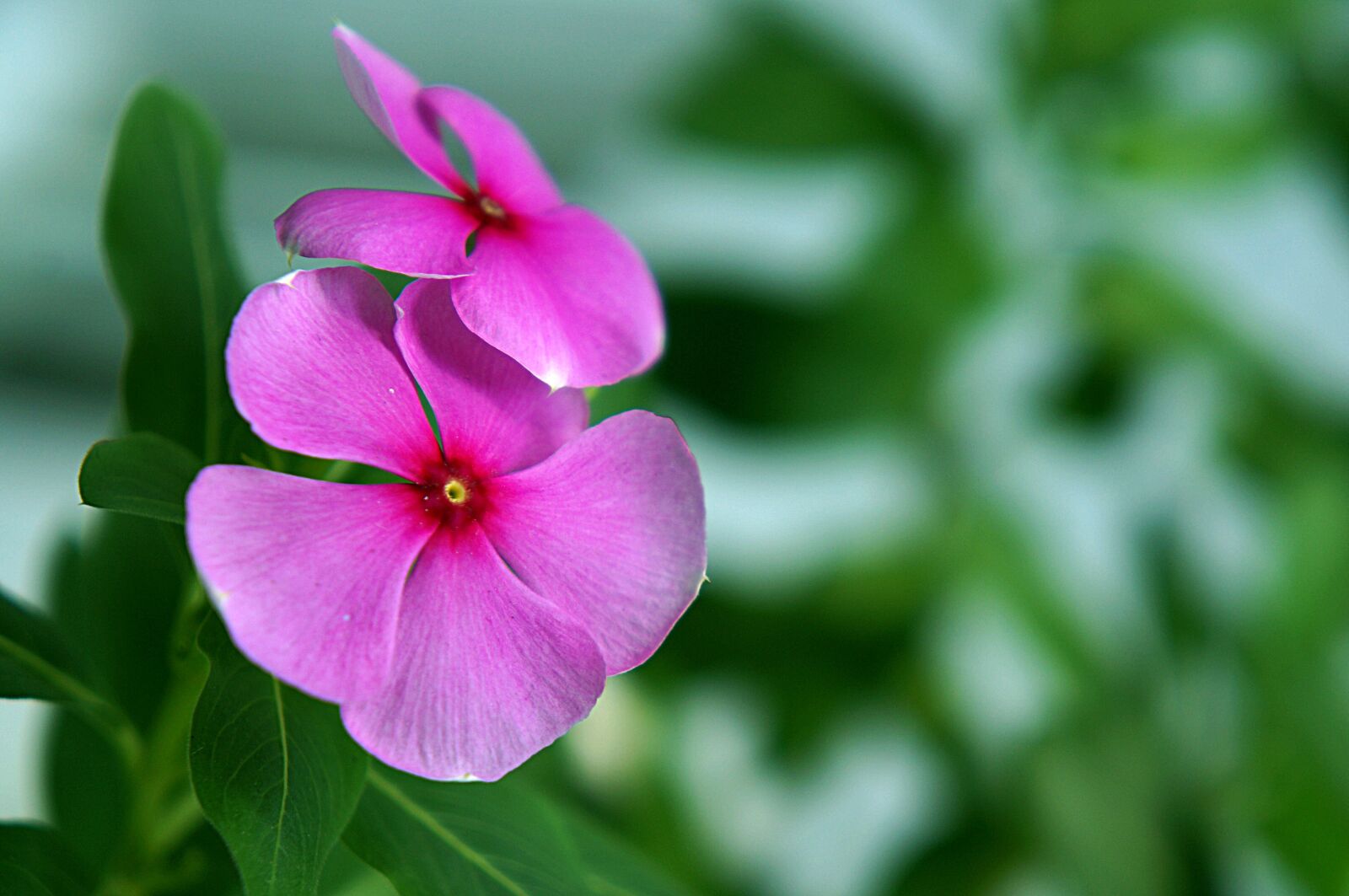 Sony Alpha NEX-F3 + Sony E 18-55mm F3.5-5.6 OSS sample photo. Natural, periwinkle flowers, pink photography