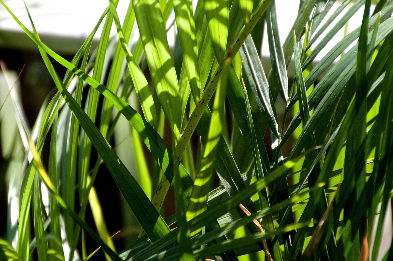Nikon D3200 sample photo. Palm, palm leaf, balcony photography