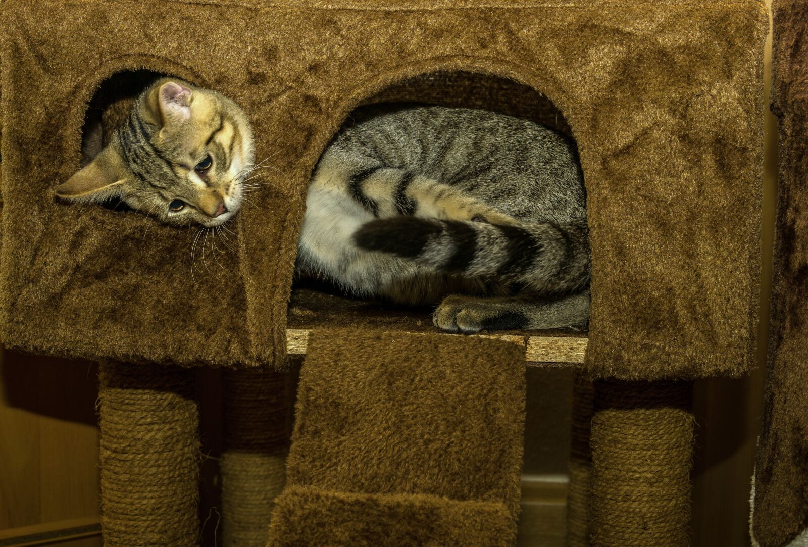 30mm F1.4 DC DN | Contemporary 016 sample photo. Cat, small, mackerel photography