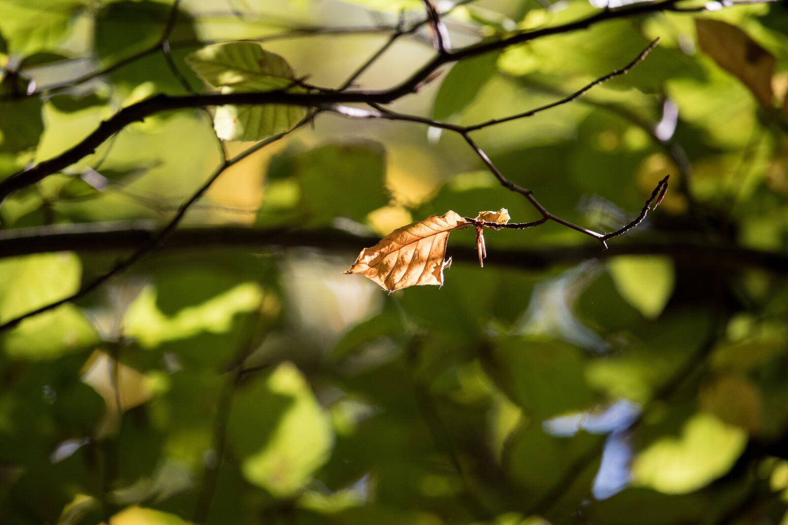 Canon EF-S 55-250mm F4-5.6 IS STM sample photo. Leaf, autumn, brown photography