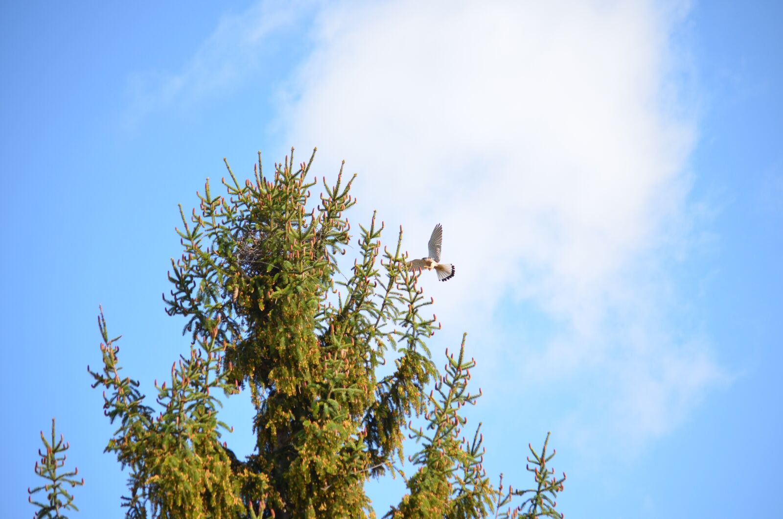 Nikon D5100 sample photo. Falcon, kestrel, bird photography