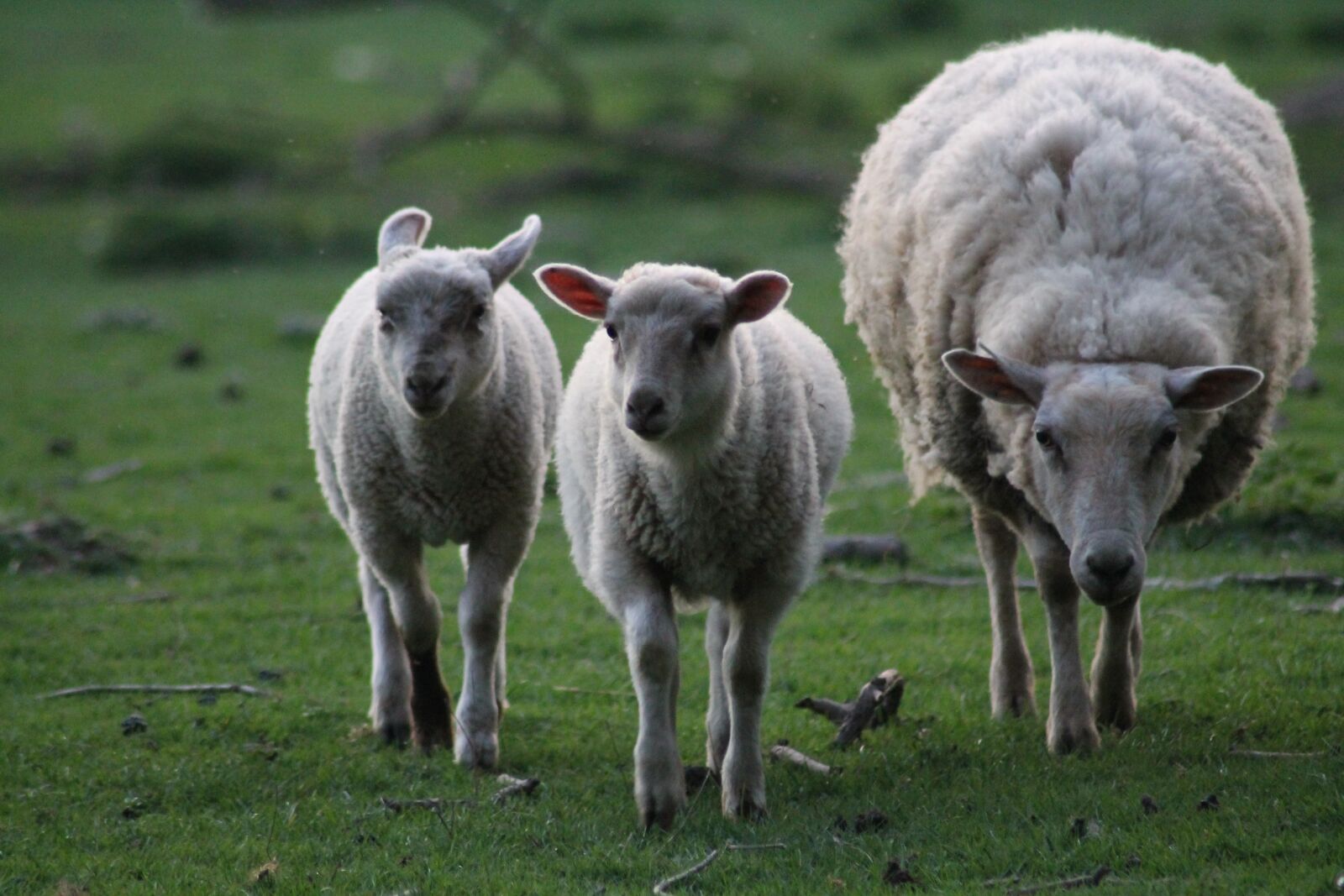 Canon EOS 1100D (EOS Rebel T3 / EOS Kiss X50) sample photo. Sheep, lamb, pre photography