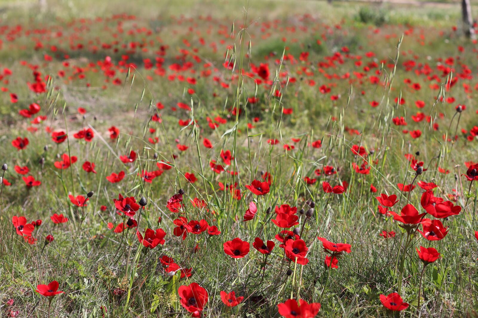 Canon EOS 77D (EOS 9000D / EOS 770D) sample photo. Red flowers, nature, spring photography