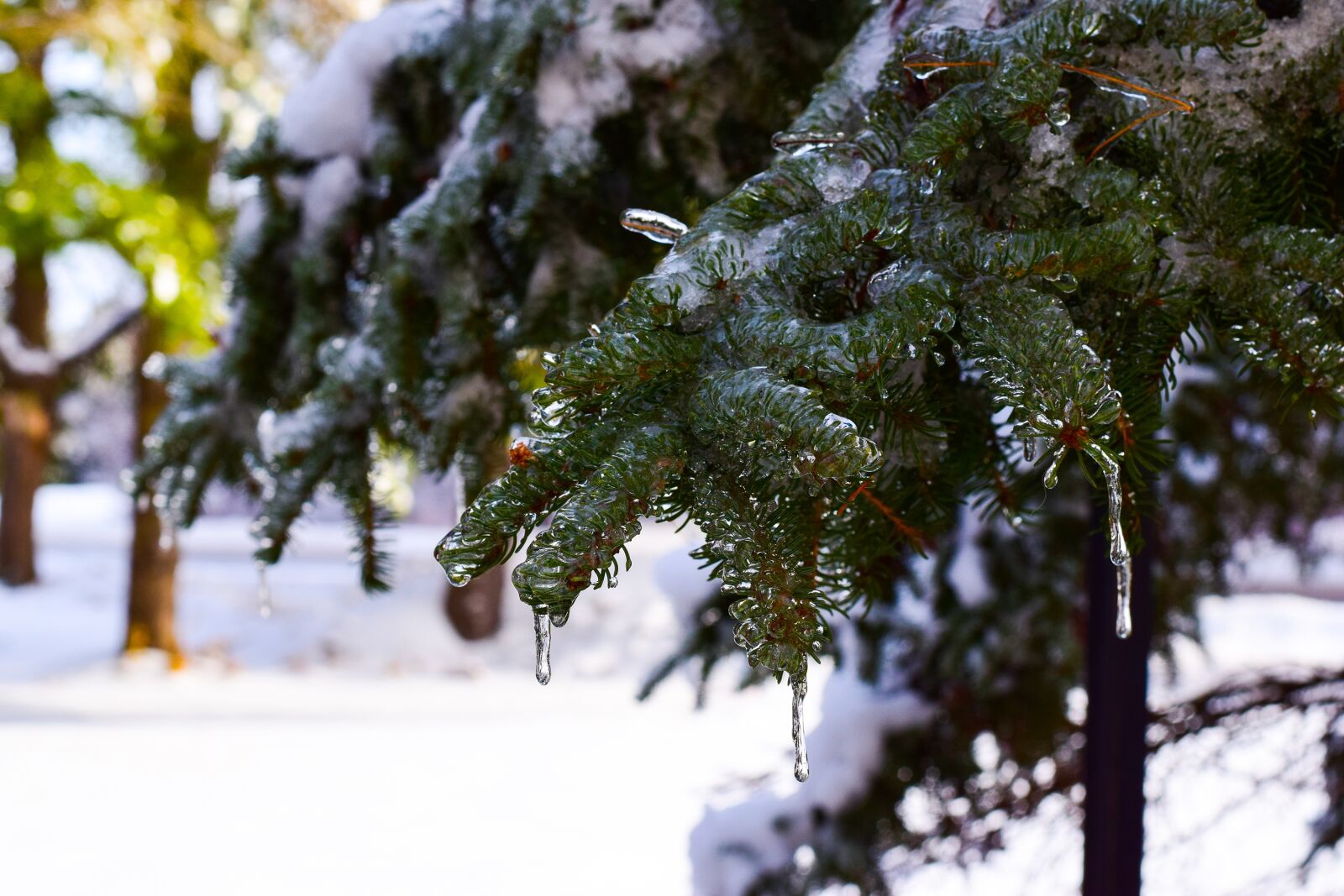Nikon D5300 sample photo. Winter, tree, snow photography