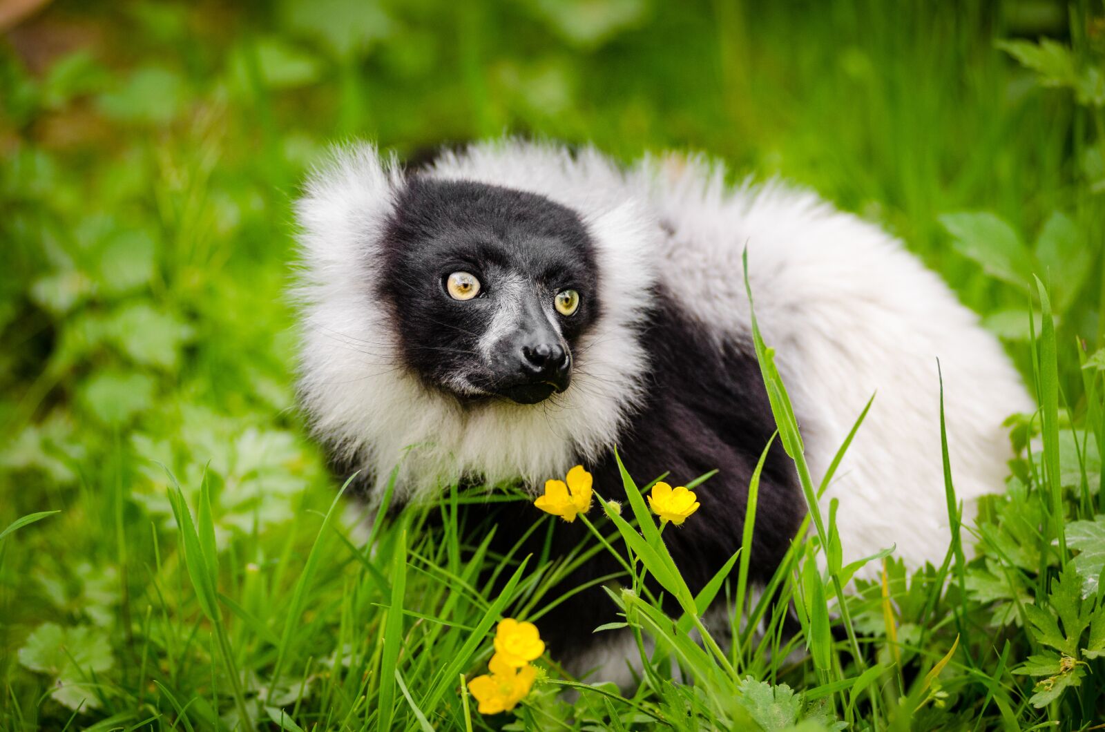Nikon D7000 sample photo. Animal, blur, close-up photography