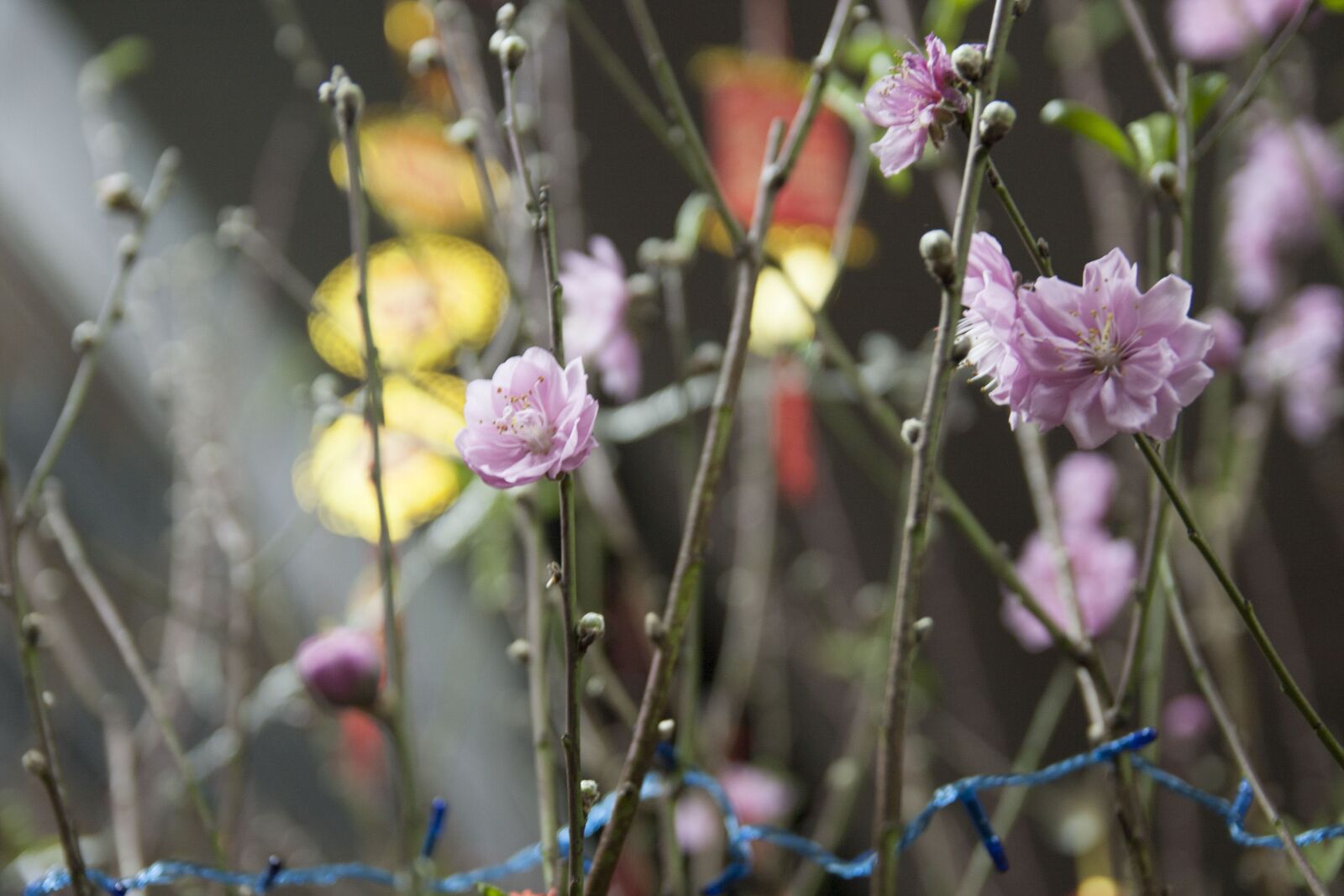Canon EOS 40D sample photo. Beauty, pink photography