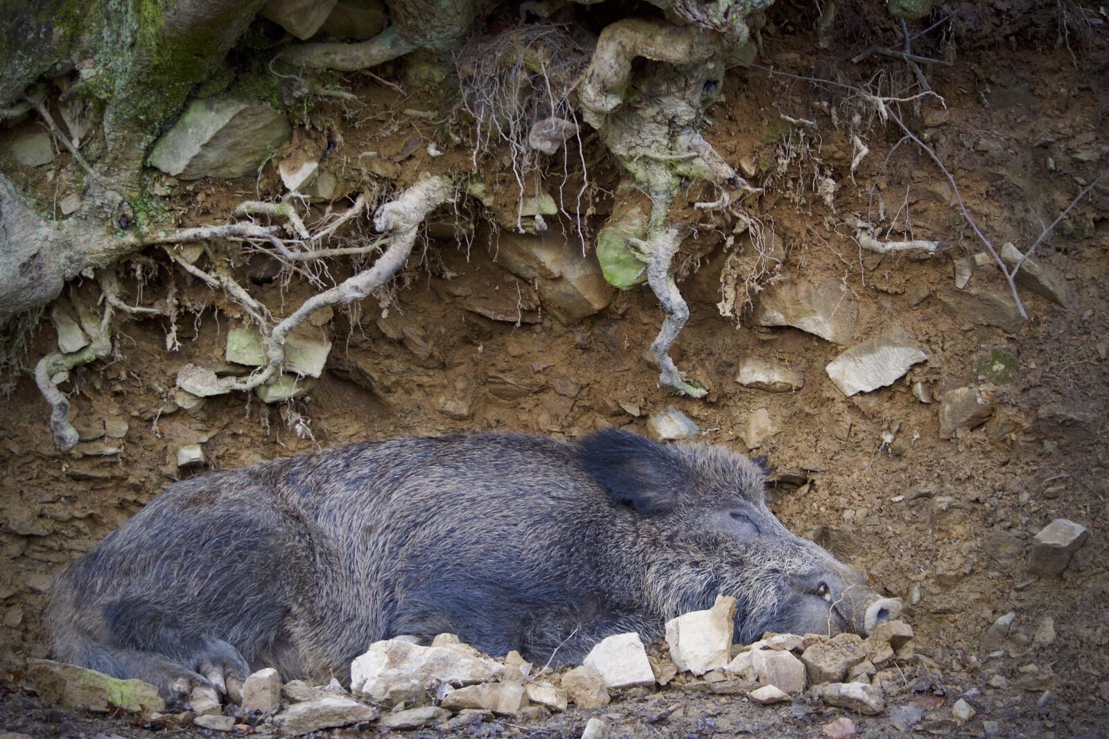 Nikon D5300 sample photo. Boar, nature, mammal photography