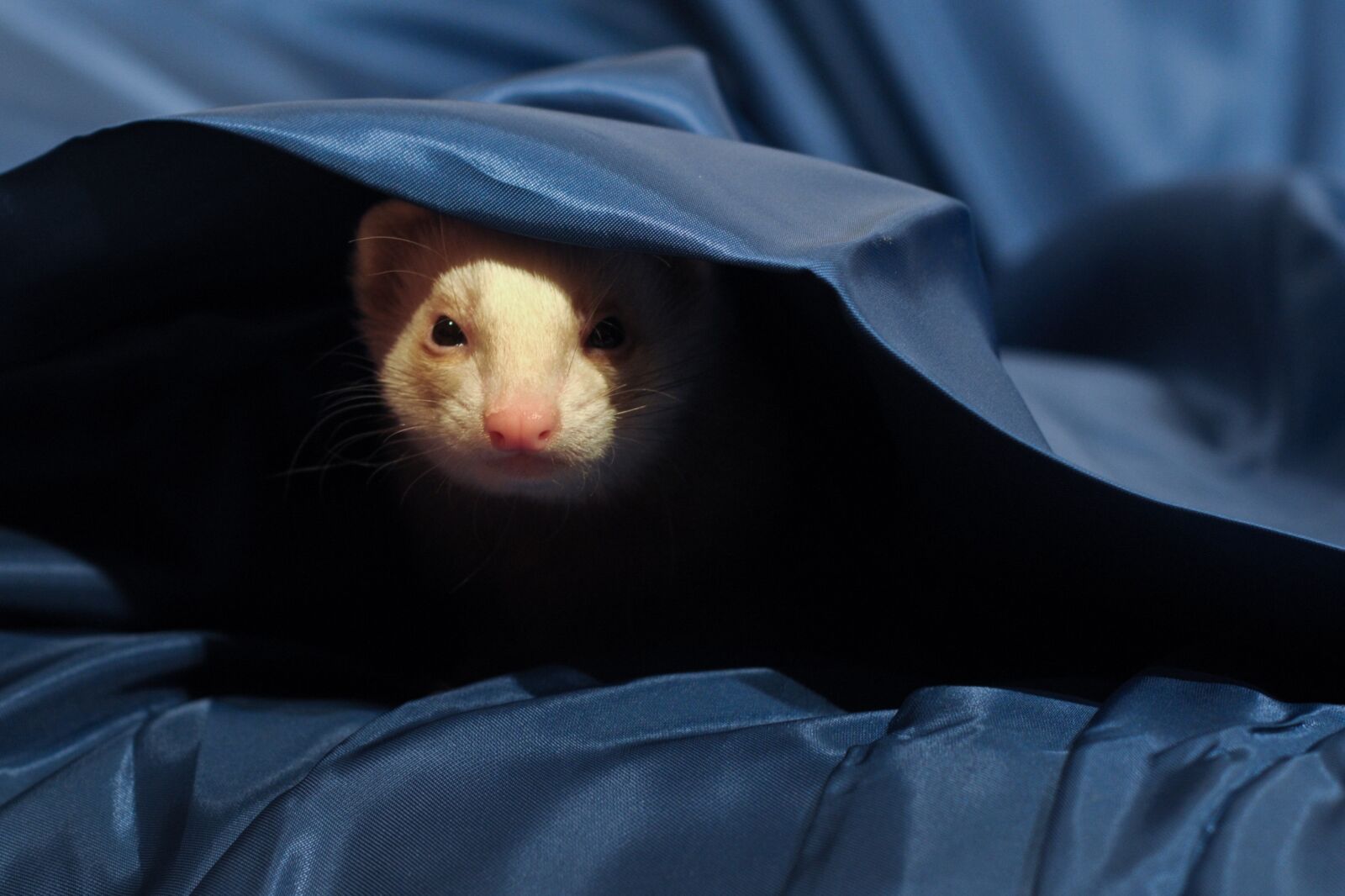 Nikon D300 sample photo. Ferret, animal, hidden photography