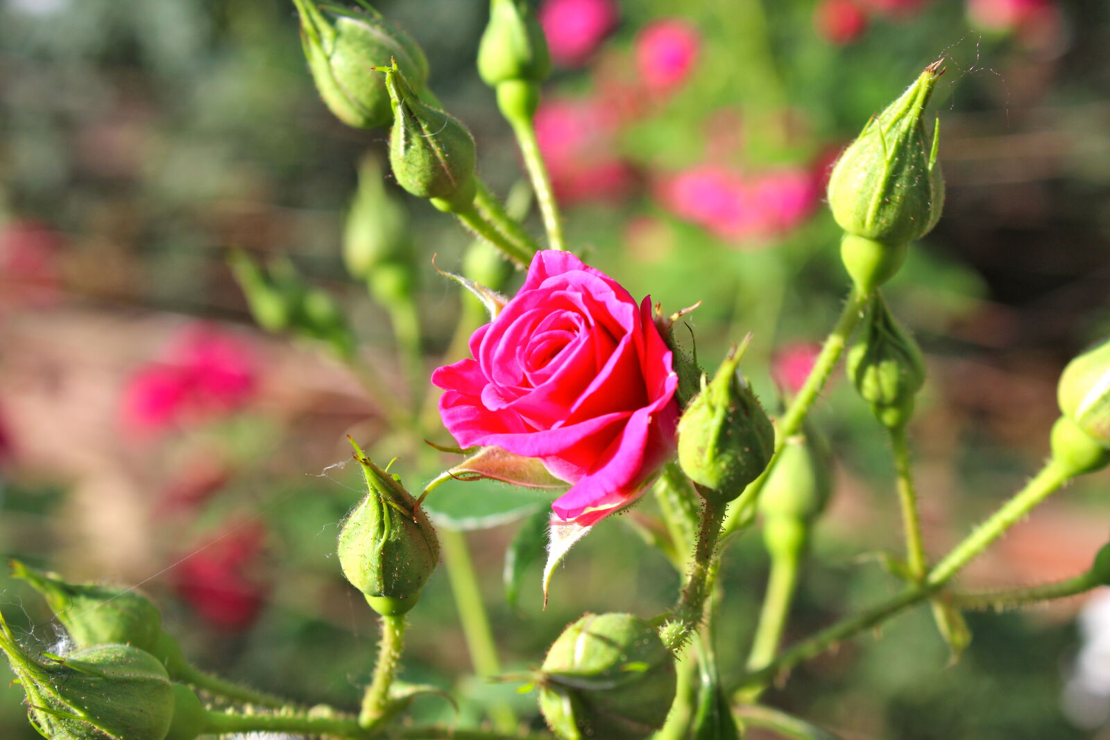 Canon EOS 1200D (EOS Rebel T5 / EOS Kiss X70 / EOS Hi) sample photo. Flower, flower, bud, growth photography