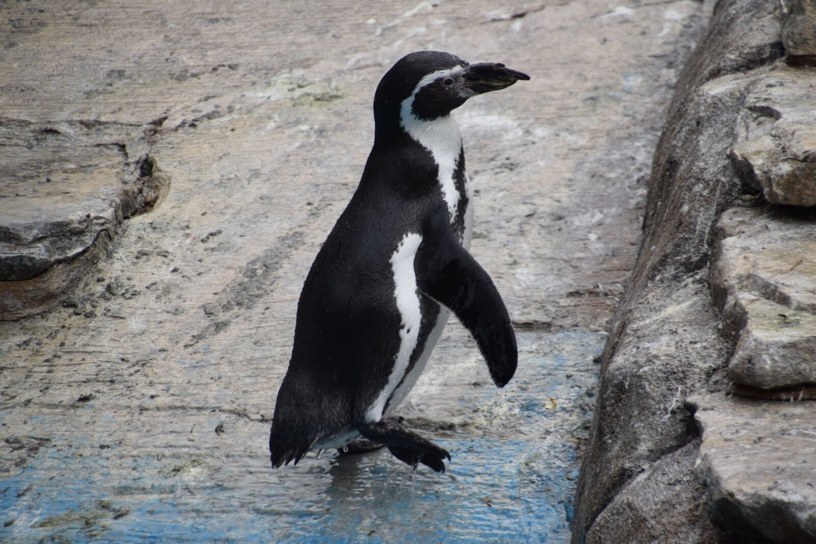Nikon D3300 sample photo. Penguin, bird, cold photography