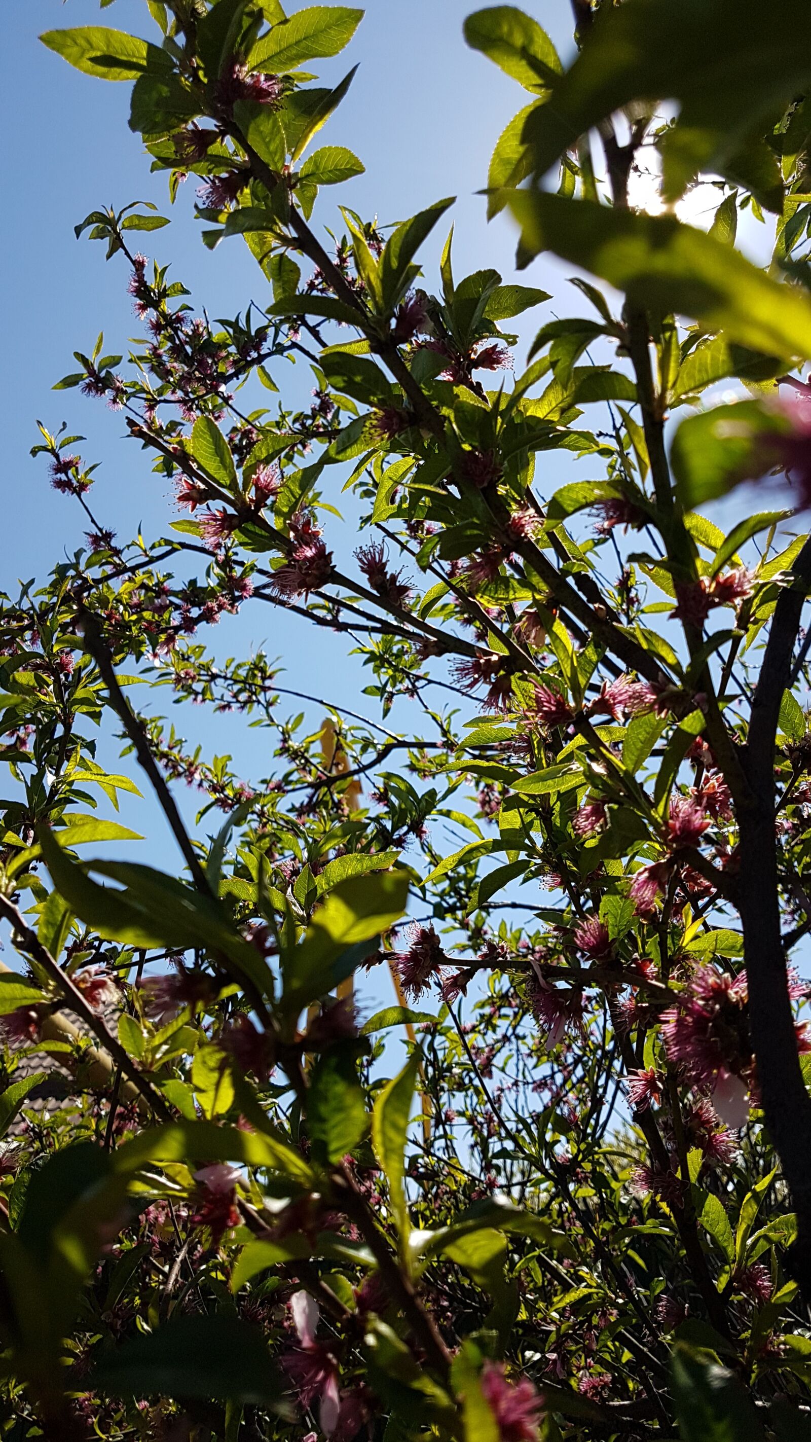 Samsung Galaxy S7 Edge sample photo. Spring, krasnodarskiy kray, peach photography