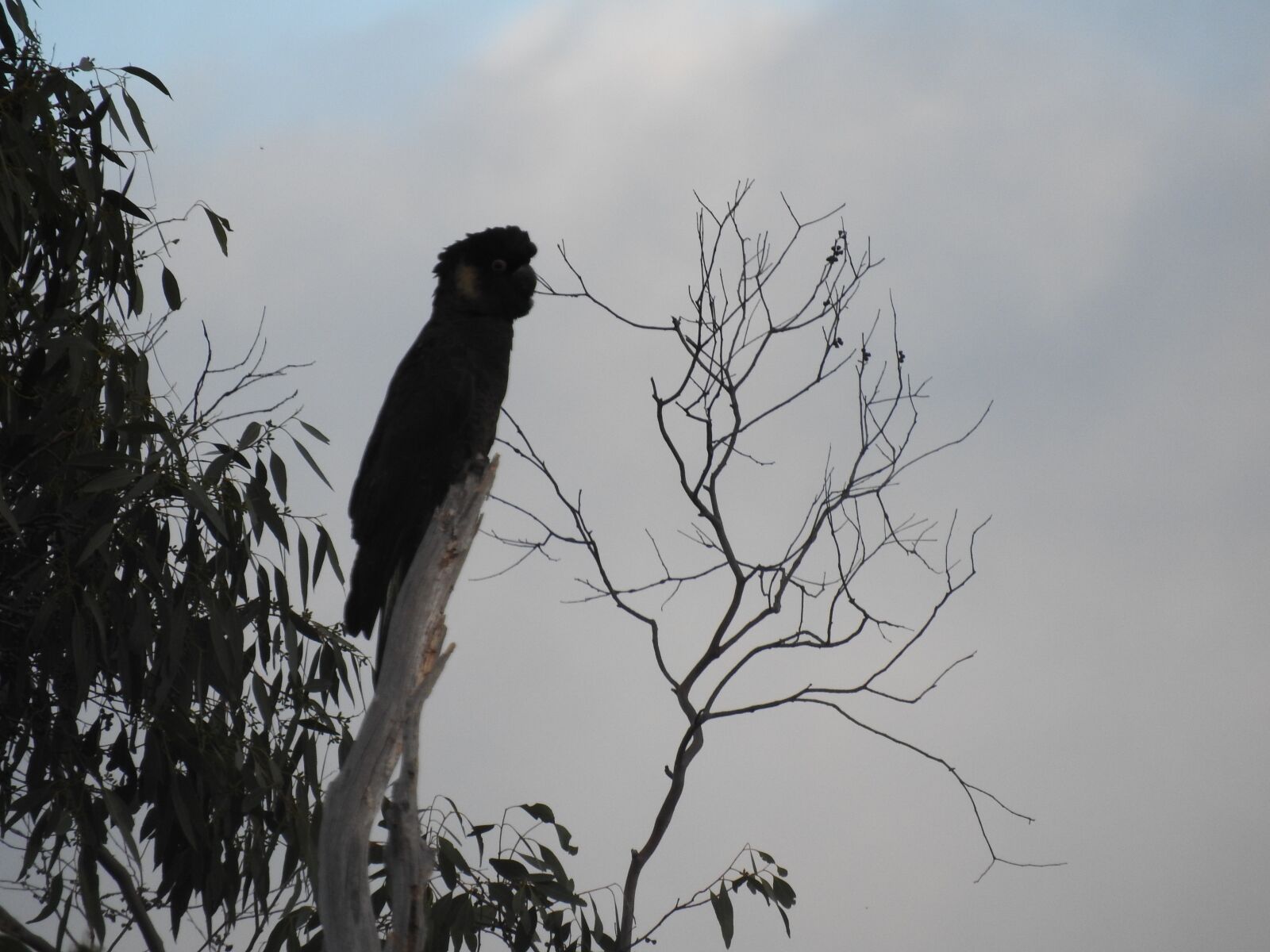 Nikon Coolpix P610 sample photo. Bird, parrot, nature photography