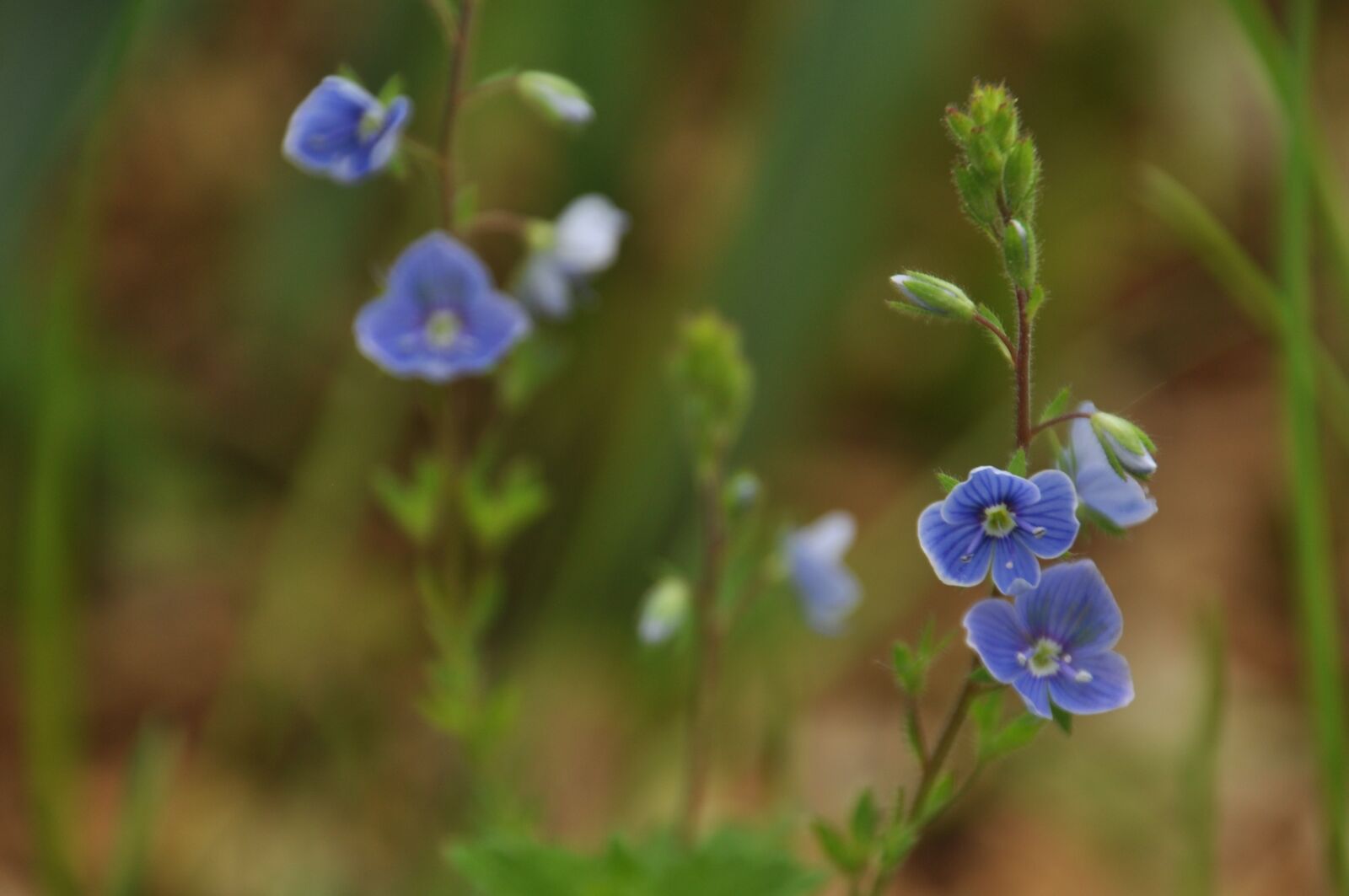 Nikon D90 sample photo. Blue, flower, spring photography