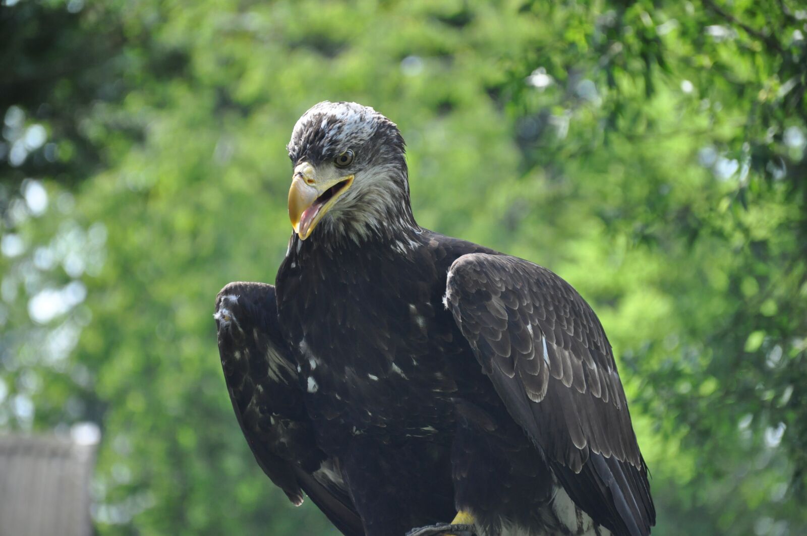 Nikon D90 sample photo. Eagle, bird, portrait photography