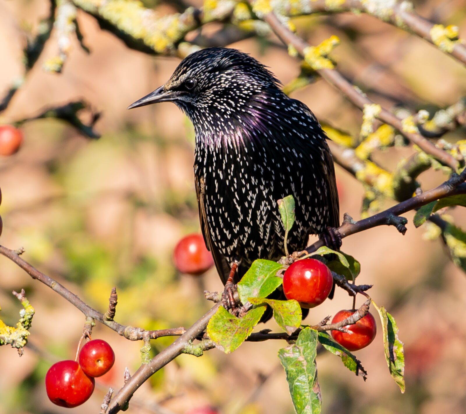 Canon EOS 5D Mark III sample photo. Adult starling, starling, bird photography