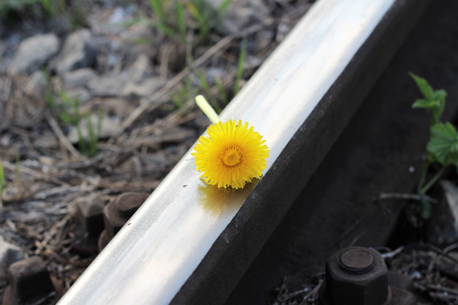 Canon EOS 600D (Rebel EOS T3i / EOS Kiss X5) + Canon EF 50mm F1.8 II sample photo. Railway, dandelion, remembering photography