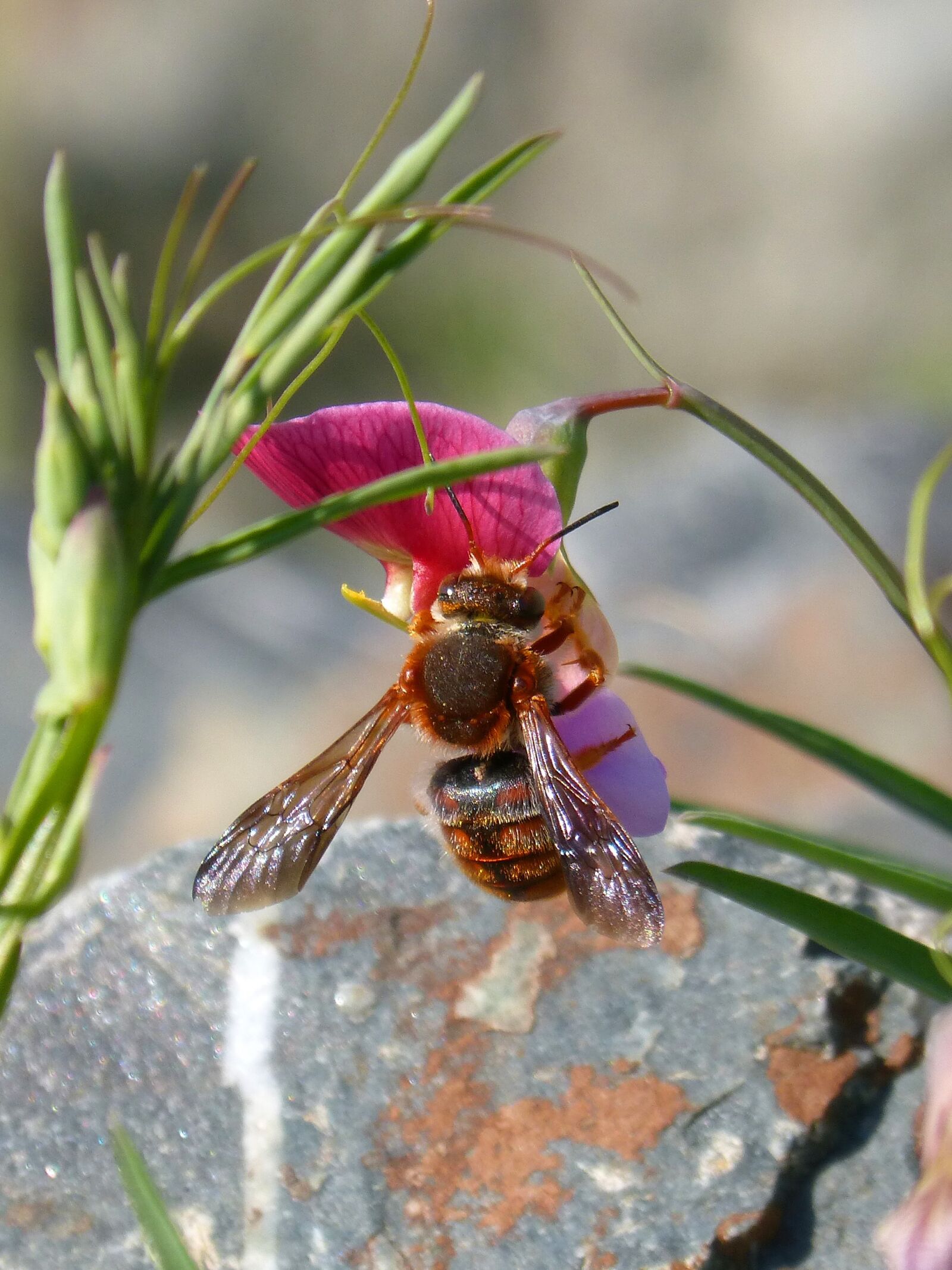 Panasonic DMC-FZ62 sample photo. Red bee, rhodanthidium sticticum photography