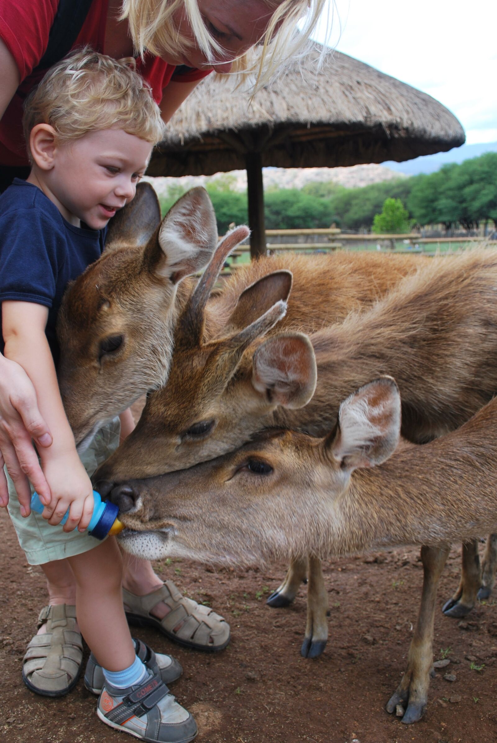 Nikon D60 sample photo. Feeding, animals, love photography