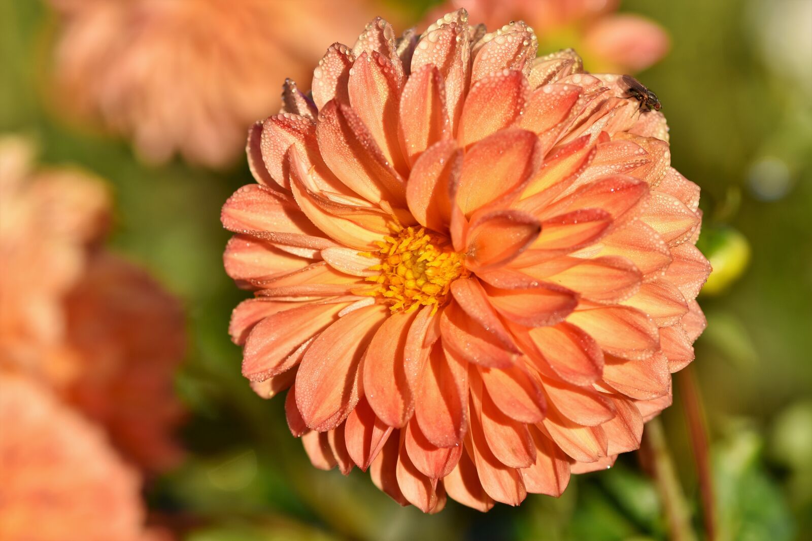 Nikon D7200 sample photo. Dahlia, dahlias bud, flower photography