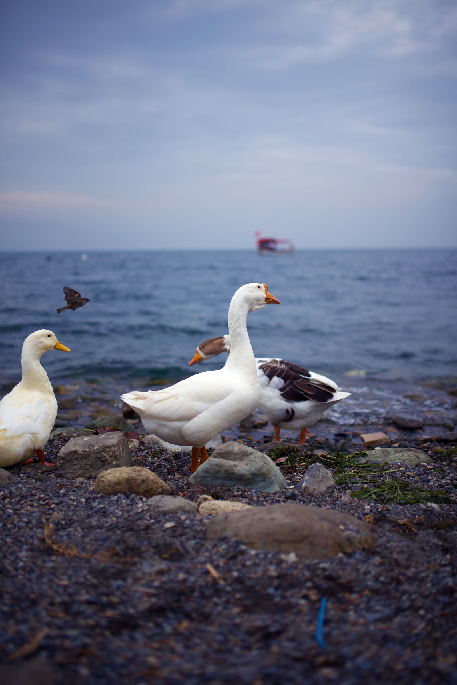 Nikon D750 sample photo. Gooze, sea, turkey photography