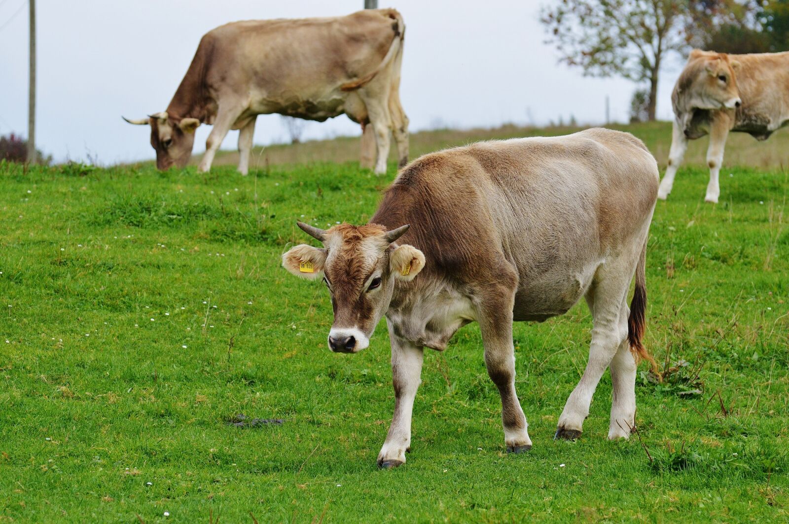 Nikon D3200 sample photo. Cow, allgäu, cows photography
