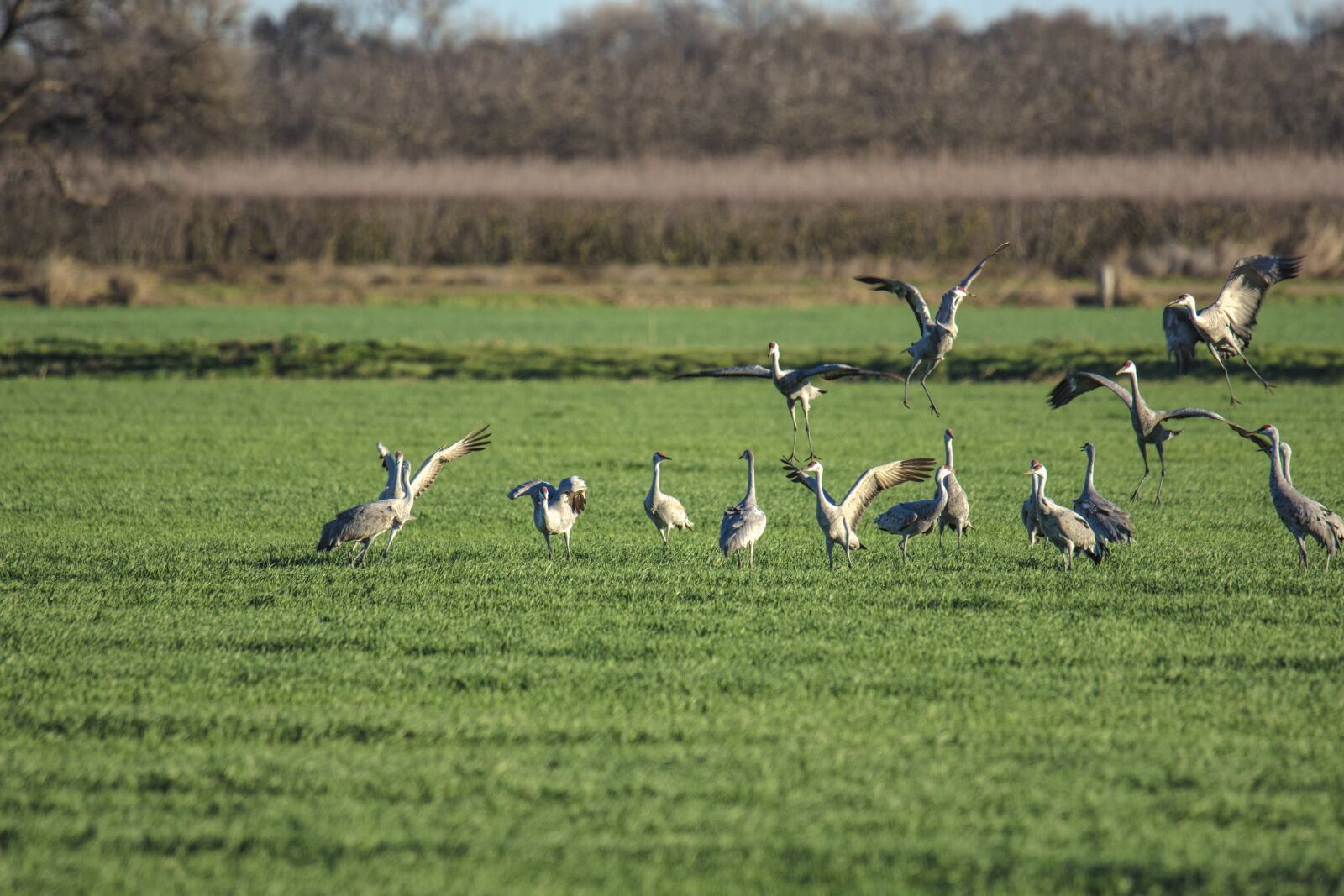 Nikon D7200 sample photo. Cranes, birds, animal photography