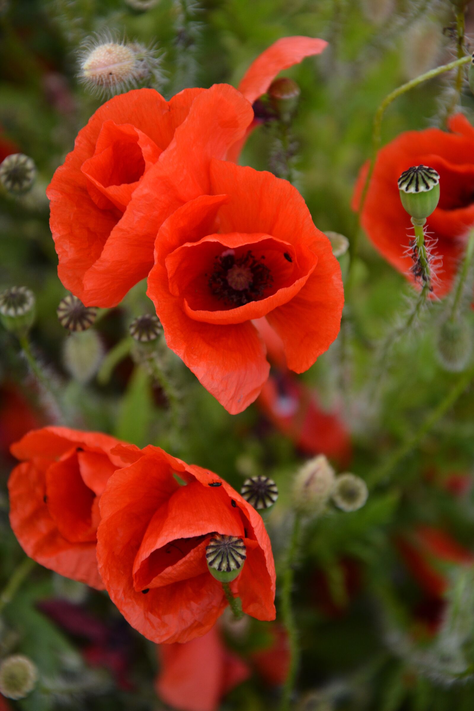 Nikon D7100 sample photo. Poppy, klatschmohn, red poppy photography