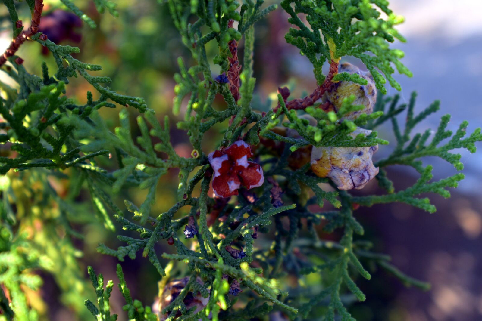 Nikon D5600 sample photo. Thuja buds, thuja plant photography