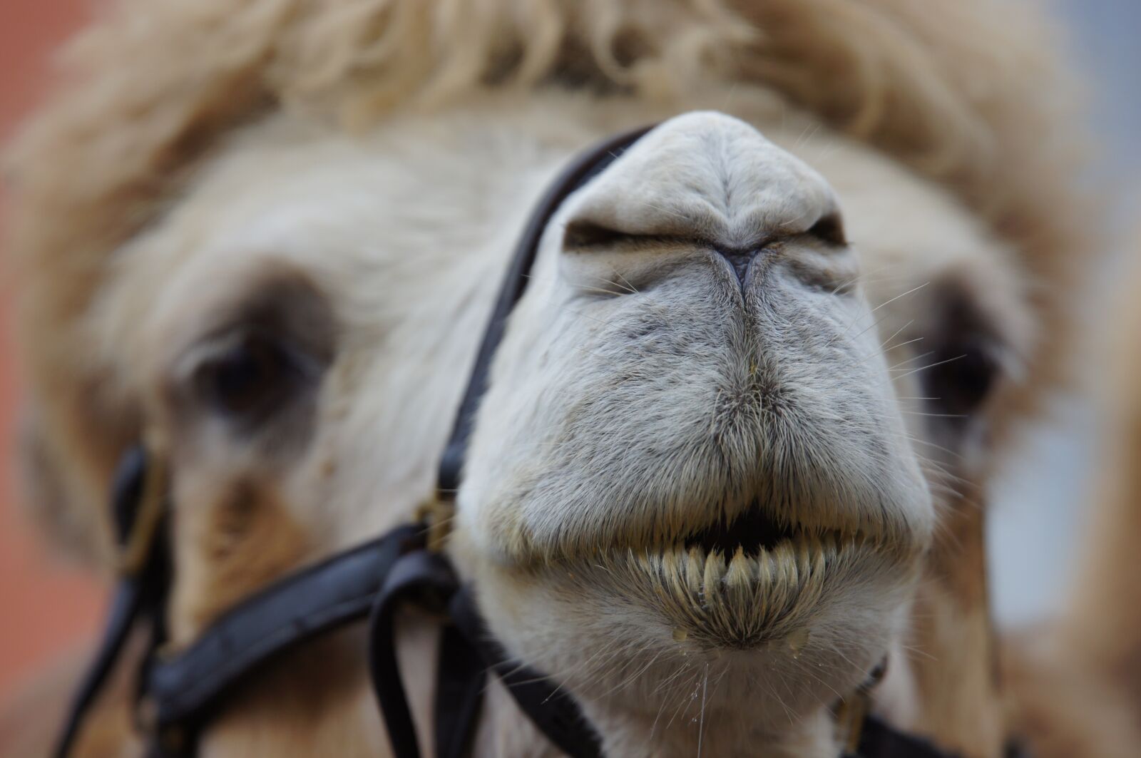 Sony SLT-A55 (SLT-A55V) sample photo. Camel, animal, desert photography