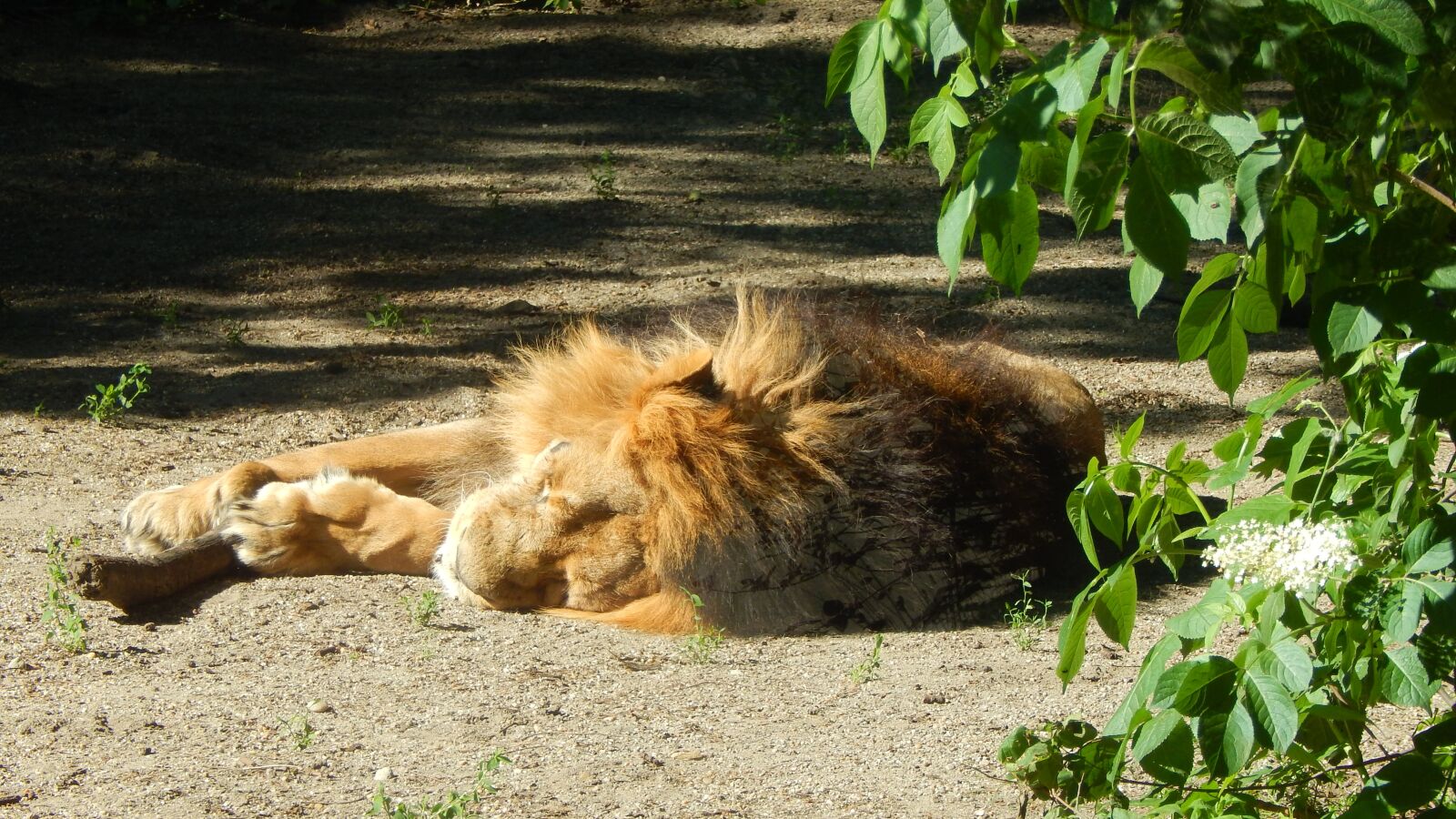 Nikon Coolpix L830 sample photo. Lion, sleep, relax photography