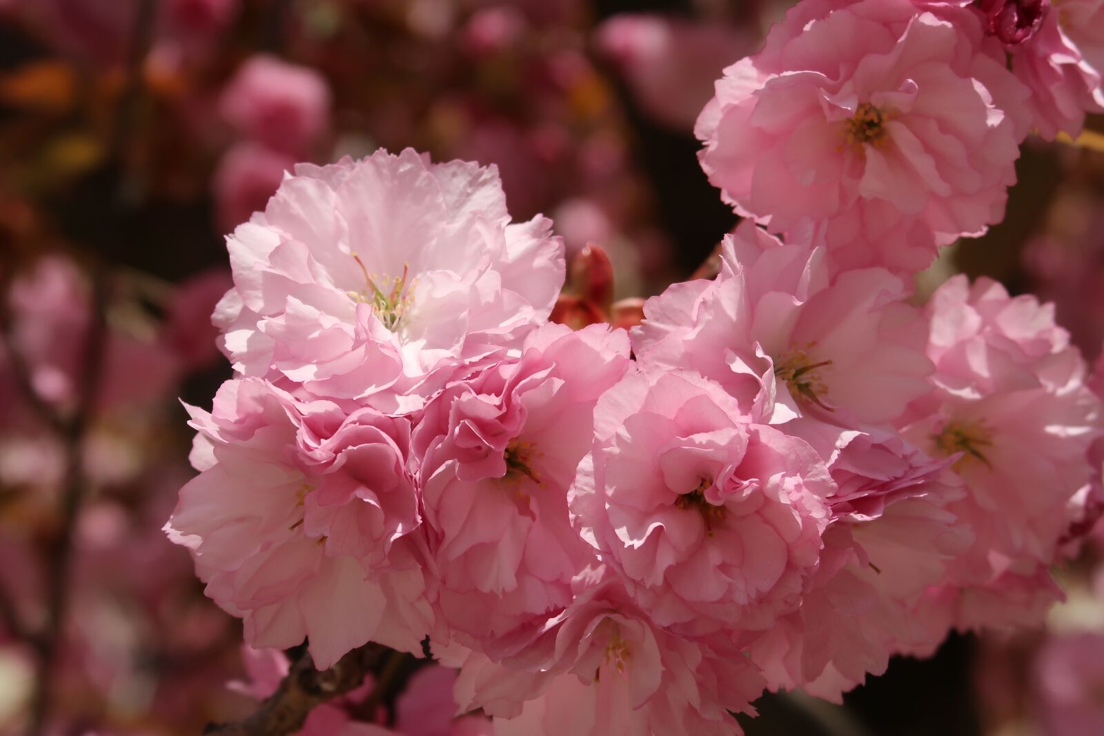 Canon PowerShot G7 X Mark II sample photo. Spring, cherry blossom, garden photography