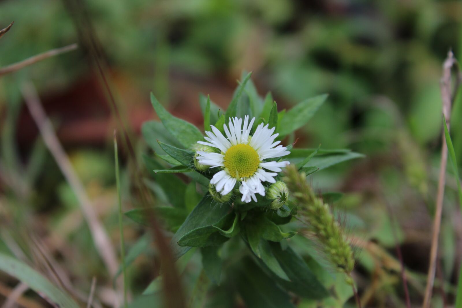 Canon EOS 600D (Rebel EOS T3i / EOS Kiss X5) sample photo. Flowers, nature, botany photography