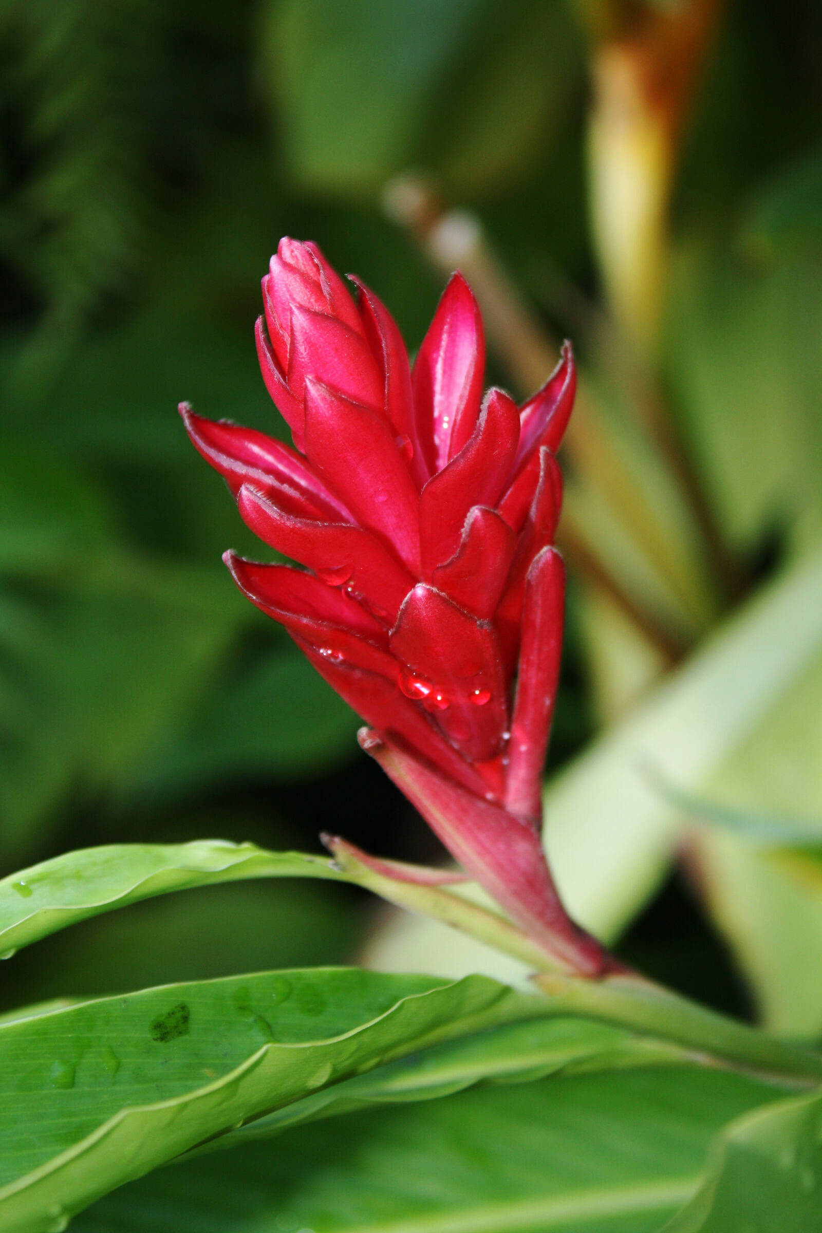 Canon EOS 1000D (EOS Digital Rebel XS / EOS Kiss F) sample photo. Flower, red, flower, water photography