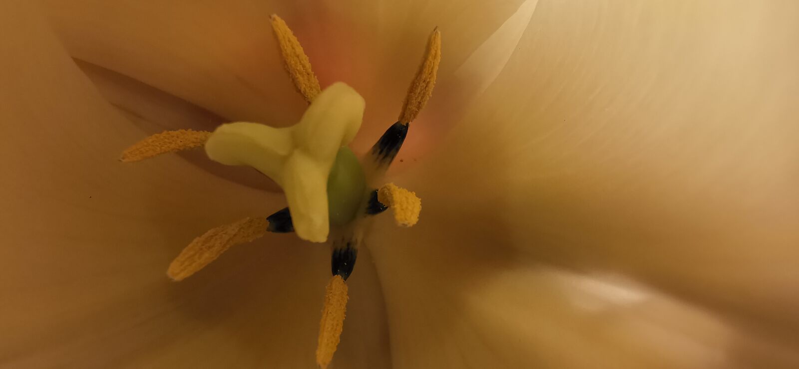 HUAWEI P30 Pro sample photo. Tulip, blossom, bloom photography