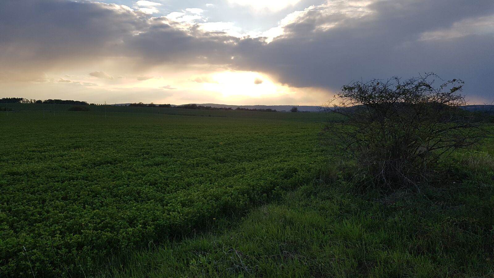 Samsung Galaxy S7 sample photo. Field, meadow, sun photography