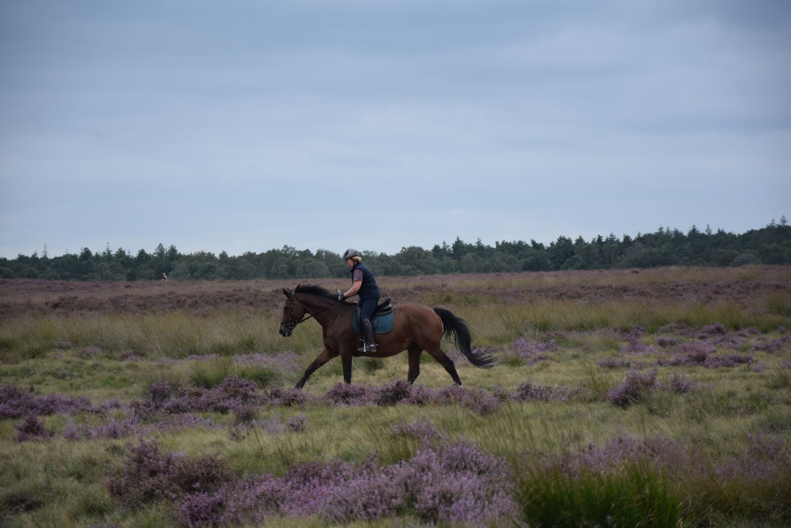 Nikon D3300 sample photo. Horse, hei, heide photography